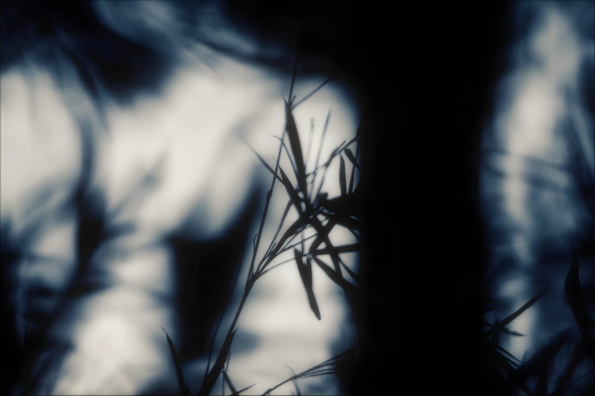 drystknights's tweet photo. The wind carried in a season of dry air.
Trees turned to shadow, searching for the sky.
Edge of Liminalis10.8
#写真
#photo
#Reflexlens
#LuminousVeil https://t.co/zOe8jHOtnw