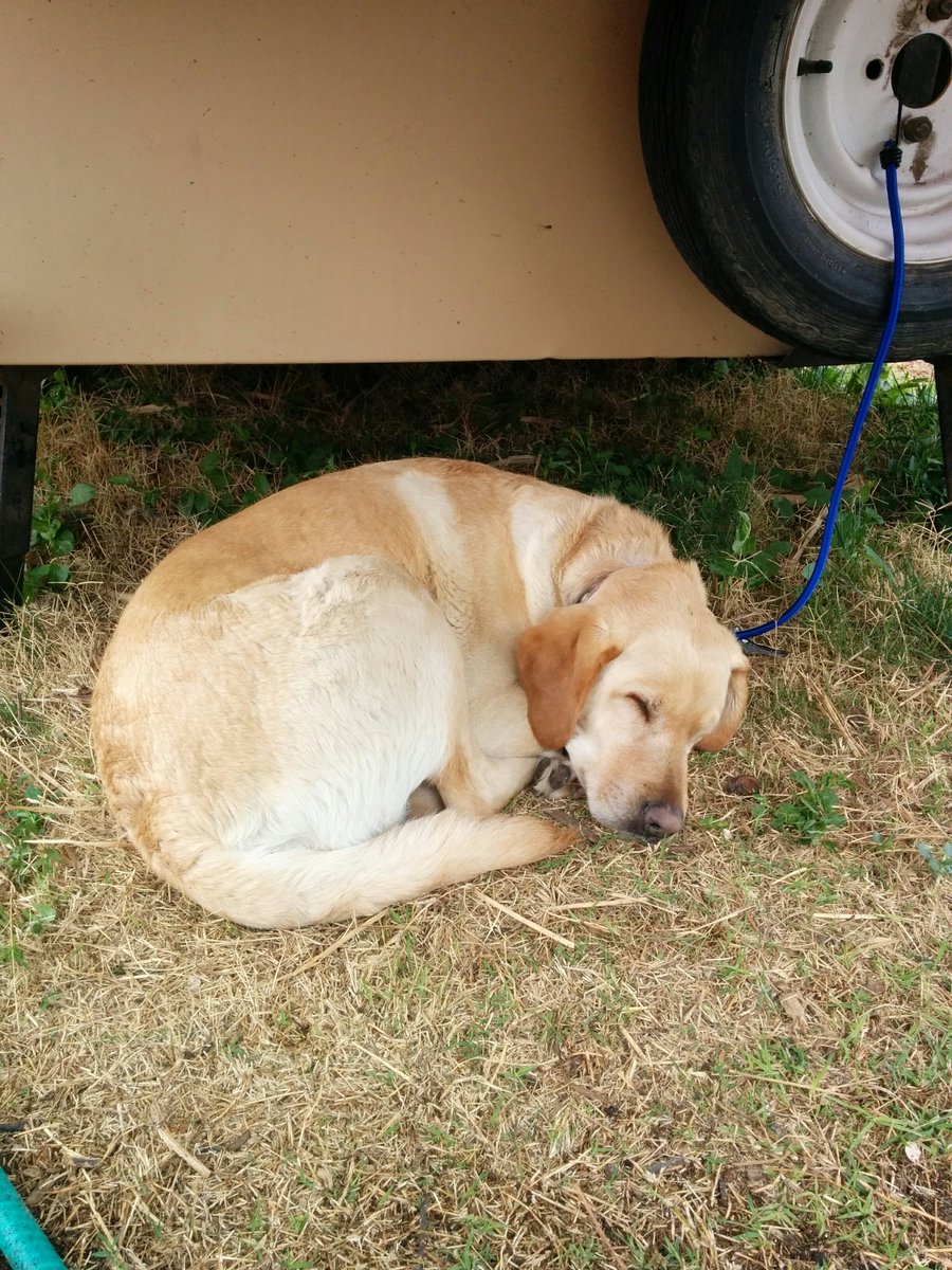 WaltLyman's tweet photo. Today is the anniversary of the day I had to euthanize my yellow lab Sammy in 2023. His abdomen was incredibly distended and he wasn't keeping food down anymore. He was about a year old when I discovered him as a stray in 2011. https://t.co/8KmeZKUH3g