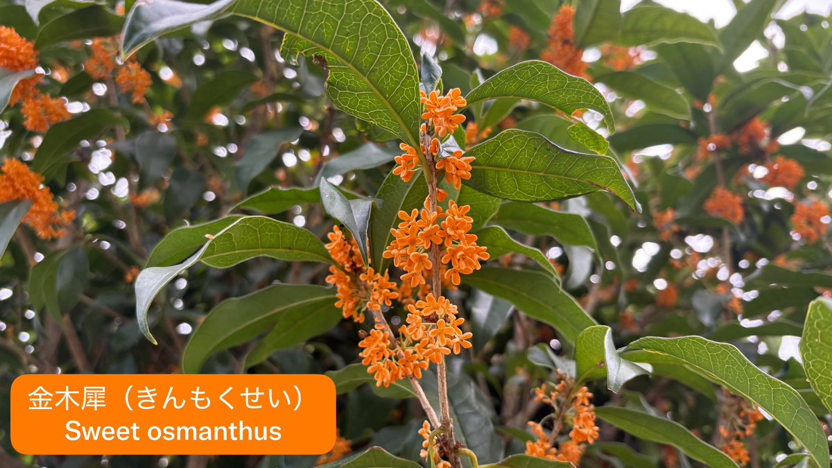 Clusters of small, vibrant orange Sweet osmanthus (金木犀) blossoms gather closely among glossy green leaves, embodying the poem's imagery of modest flowers blooming humbly in leafy shade while their sweet fragrance spreads through the air.
