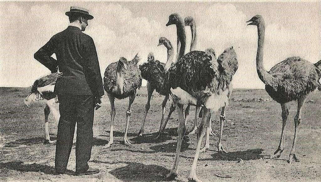 xPrinceJuba's tweet photo. 🇦🇺 The Great Emu War 1932

When thousands of emus invaded Australian farmland and destroyed crops, the government sent soldiers armed with Lewis machine guns to stop them.

The plan didn't go well. The fast, surprisingly resilient emus scattered, escaped, and proved incredibly difficult to hit.

The soldiers eventually withdrew.

Australia lost the war to the emus. 🐦😂