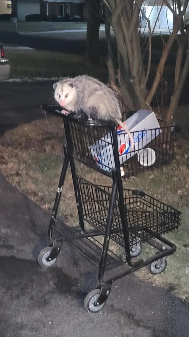 VirginiaOPossum's tweet photo. i gotta run, my uber is waiting outside ! https://t.co/veBCTGtk4s