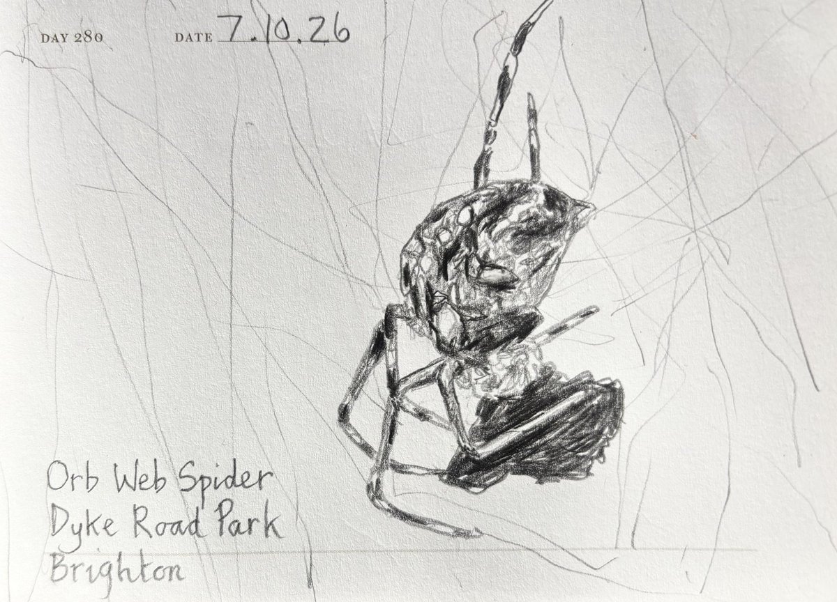 Venster67's tweet photo. One Sketch A Day 7.10.26
‘Orb Web Spider’
Dyke Road Park
Brighton
#orbwebspider #arachnids #dykeroadparkbrighton #onesketchaday #visualjournal https://t.co/P8J17AA9j5