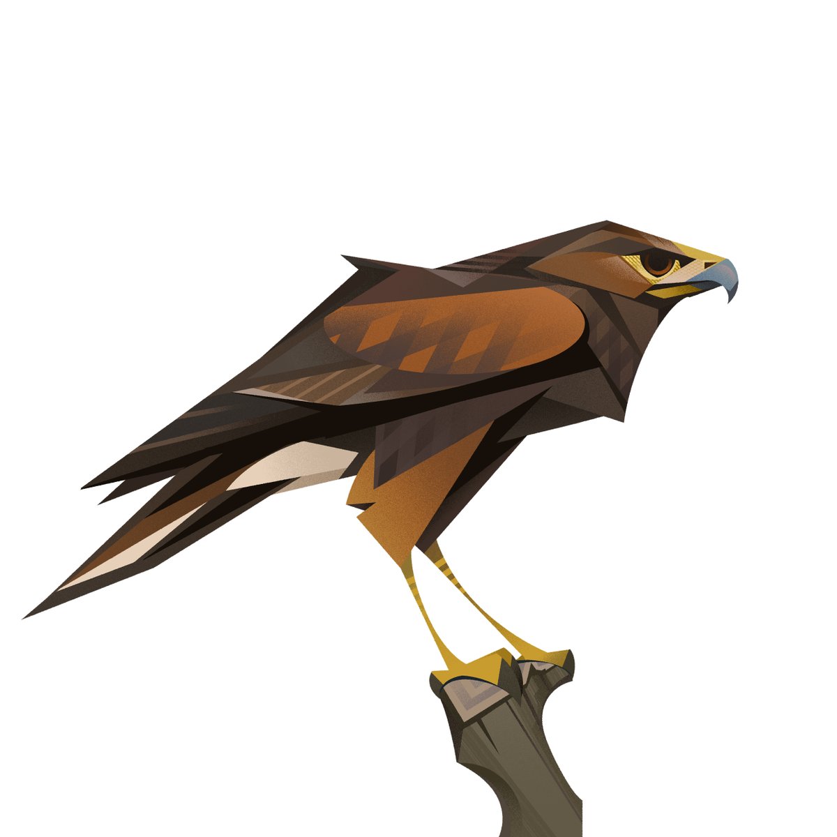 AledThompson's tweet photo. Harris Hawk https://t.co/Y0hfskyqUd