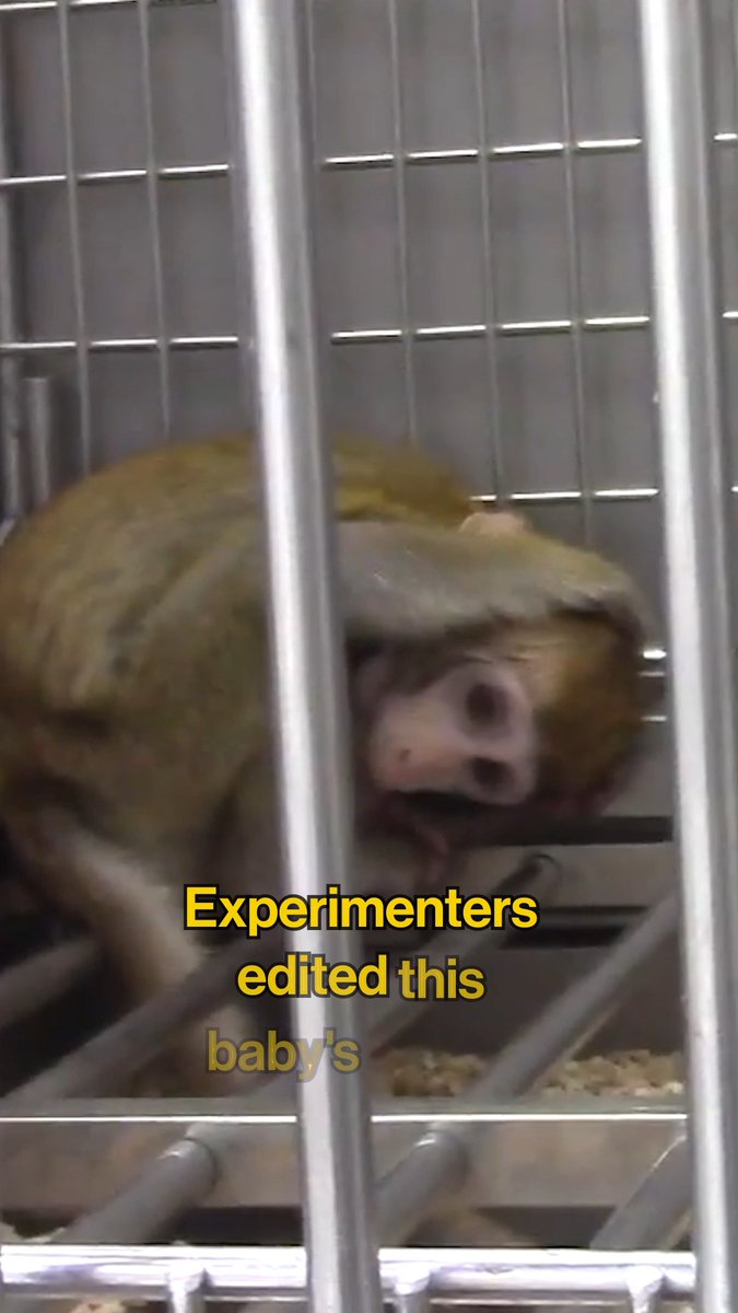 A monkey in a metal cage with overlaid text reading 'Experimenters edited this baby's'.