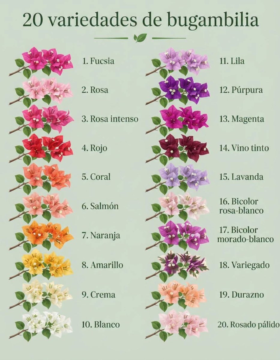 LuzStellaCaRo's tweet photo. 🌺
¡No sabía que
existía tanta
variedad de
colores de la
Bugambilia! 🤩
#flor #flores #bugambilia #naturaleza #colores https://t.co/53AaQIQIAY