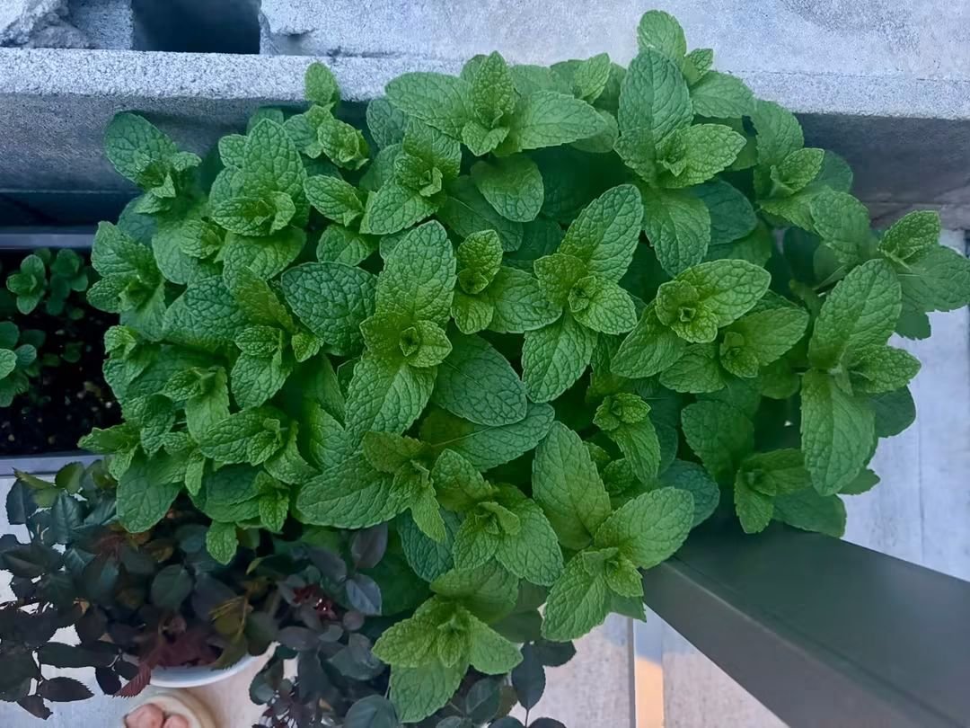 Siee07's tweet photo. My lil Garden 💚 https://t.co/HGwpFADIsd