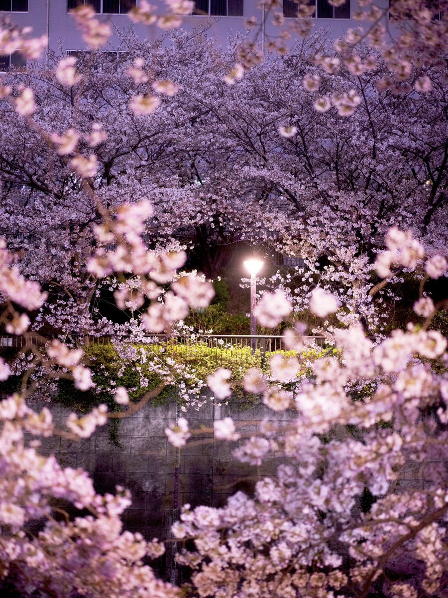 japanvistamedia's tweet photo. Japan by night. 🌸 https://t.co/CMt1yOV5L6