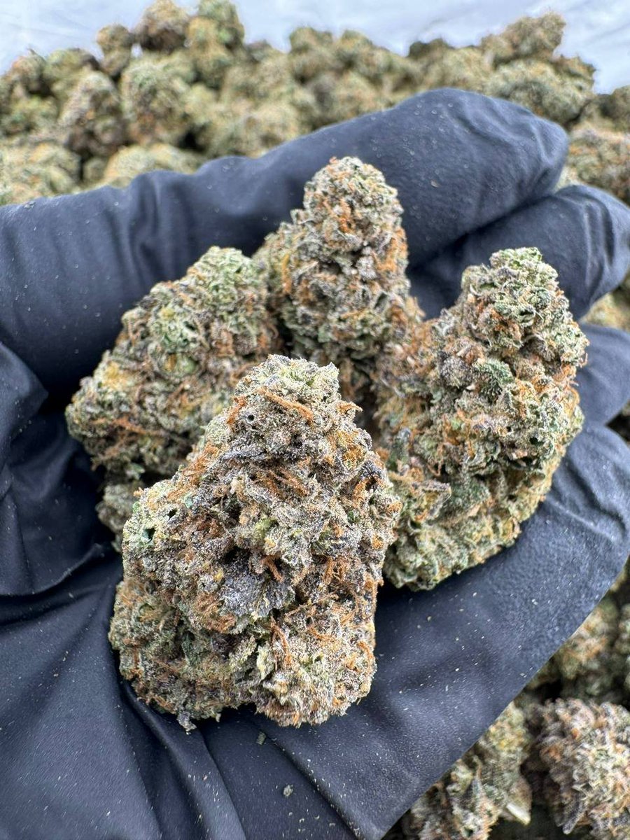 budboxing_'s tweet photo. Top Shelf zaza Weed plug in Los Angeles California Dallas Texas Miami Beach Las Vegas LA New York City nyc Houston ATL London Leicester Manchester Cali St. Louis  San Francisco Diego CA Detroit DC Ontario Mexico Weed man Distro Newark phoenix Jacksonville https://t.co/MPAB4Wg3R1 https://t.co/vyFXq6X0Oj