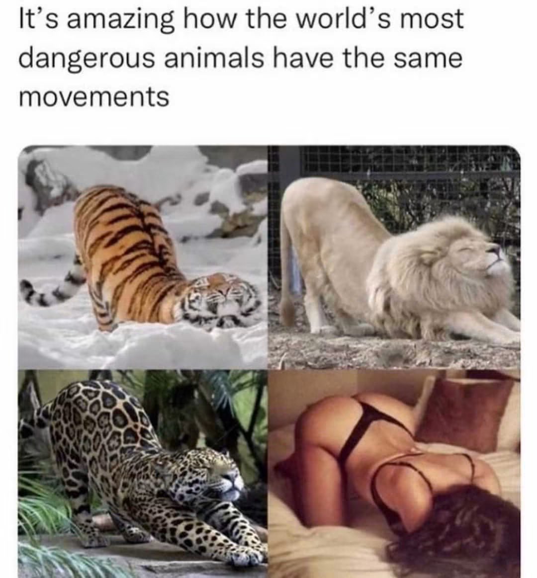 Tommysworld69's tweet photo. And being a male animal, I love to feast when offered this position. 😇😈 https://t.co/IzizElcboa