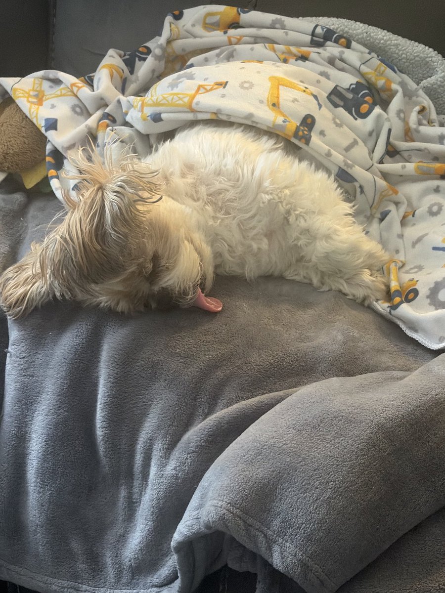 Maplewood24's tweet photo. One of those days #dogoftheday https://t.co/1UbxSV4Ea7