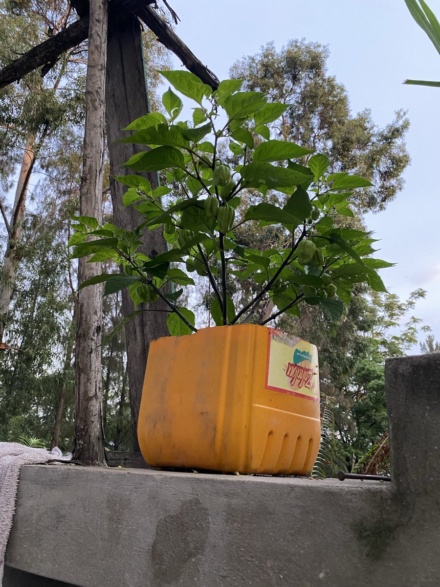 jerrymatsoro's tweet photo. Nouvelle mission, avoir un petit potager à la maison, le seul problème nous avons bétonner toute la Parcelle 😞😞😞😞 https://t.co/VC4Qgky3hW