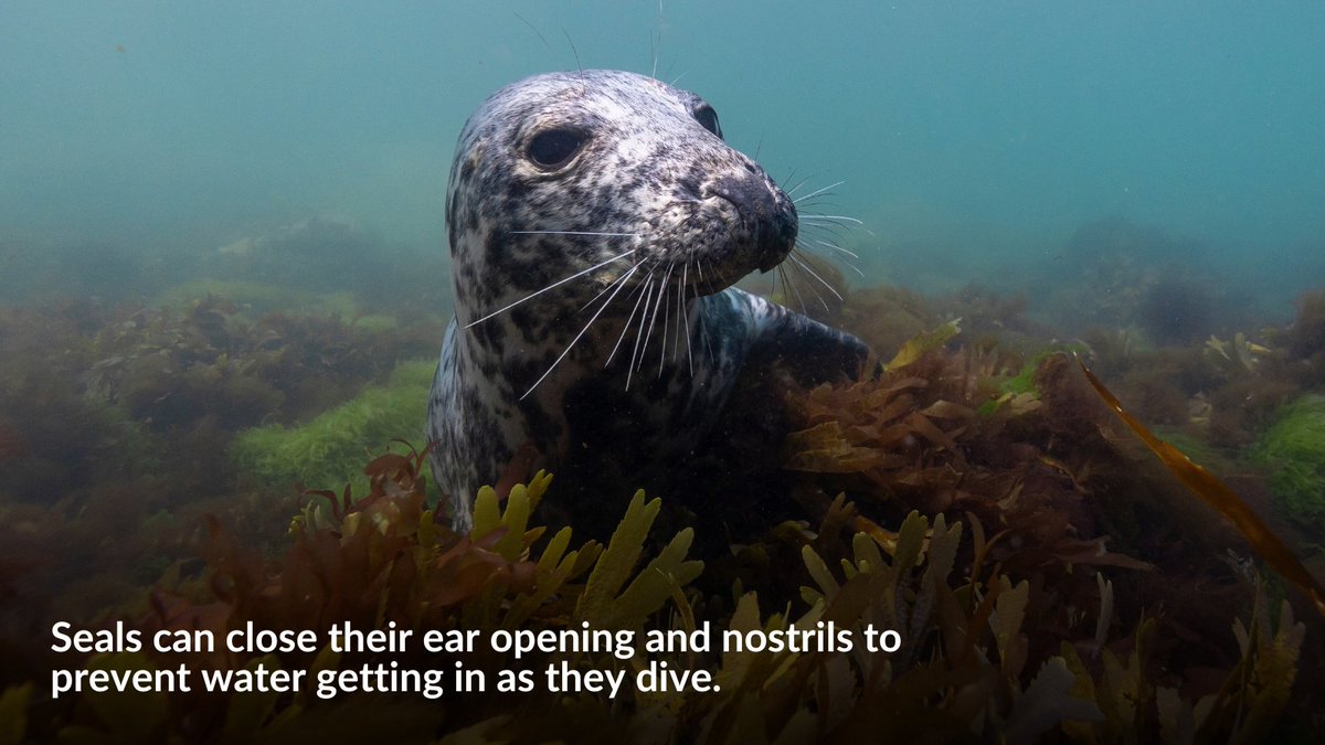Whales, seals, sea turtles, and even sea snakes all need to come to the surface for air — but they’ve evolved some incredible ways to make life underwater possi