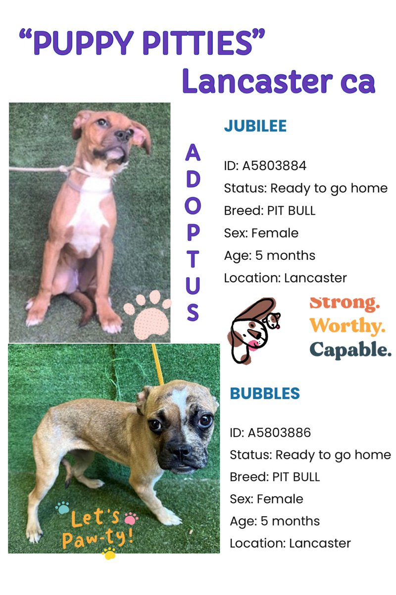 SarahjaneGille1's tweet photo. 10/7 Meet  “THE MISUNDERSTOOD GROUP but #PUPPIES” 2 of them Available ~ who are highly euthanized, ignored, passed over & highly populating the shelters ~ HELP 🙏‼️ ALL @AnimaLancaster #California ⬇️

 JUBILEE ~ 🆔 #A5803884  Female  5m #Pitbull 
BUBBLES ~ 🆔 #A5803925 Female  5m #Pitbull 

#REPOST 🟰 #SAVING 💯 important 
All dogs need to be seen noticed viewed liked attention promoted #SHARE 💯 #repost
Contact:
5210 West Avenue I Lancaster, CA 93536 (661) 940-4191 acclancaster@animalcare.lacounty.gov
@mapleveewesem @LilaFlw  @RLA_1976 @SueGillmeister @MarjonQ17isBACK @Rachian14148371