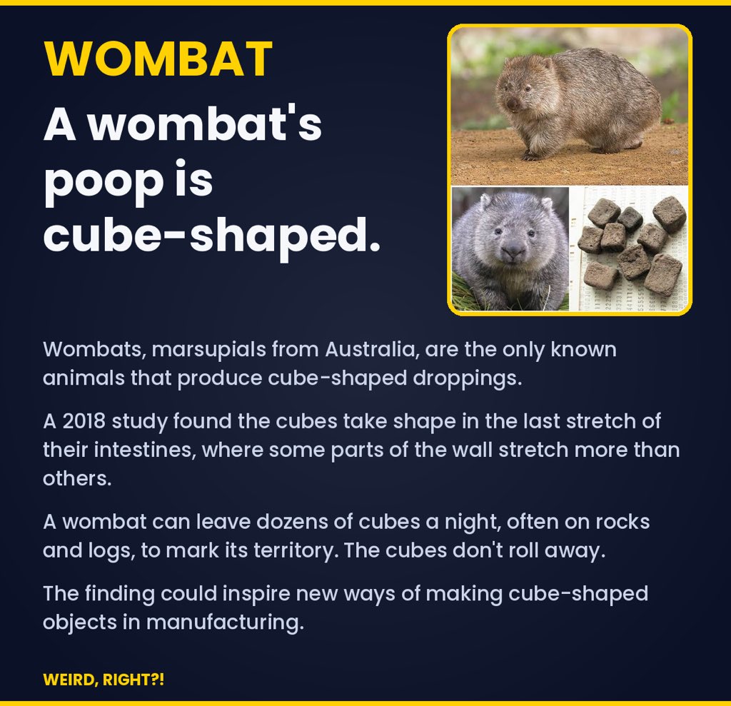 WeirdRightHQ's tweet photo. This animal’s poop has corners. https://t.co/C8eMYQ98rC