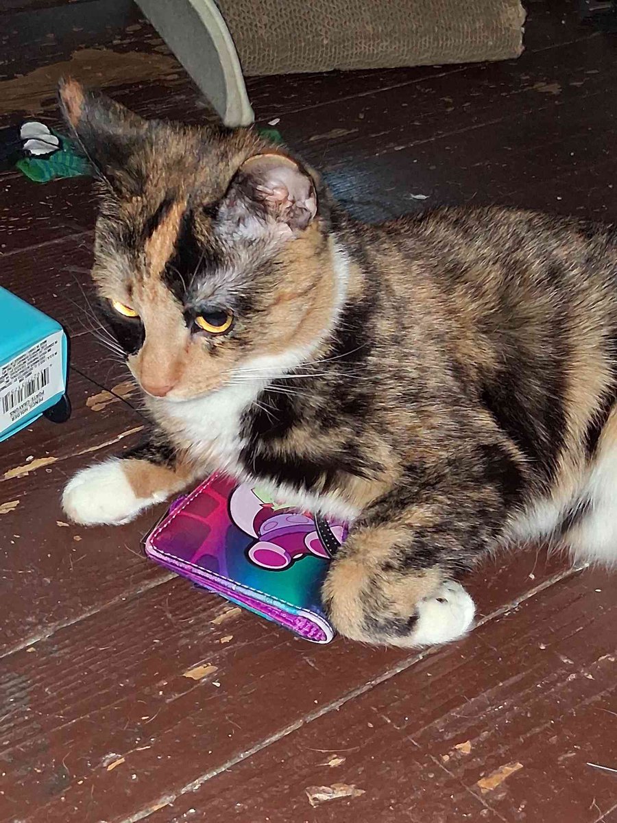 CorruptedIchi's tweet photo. So my cat decided to steal my wallet. https://t.co/umV1FD7Q7q