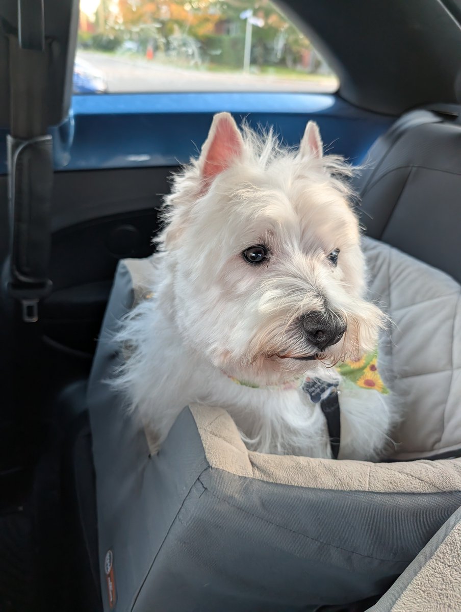DRD_Tim's tweet photo. @ezellohars Freshly-groomed Winston the Westie. https://t.co/GNO4Rah6H9