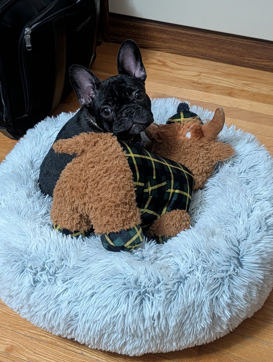 DRD_Tim's tweet photo. @ezellohars And our new Frenchie puppy Bilbo cuddling with his Highland Cow toy. https://t.co/IsBSXT5okr