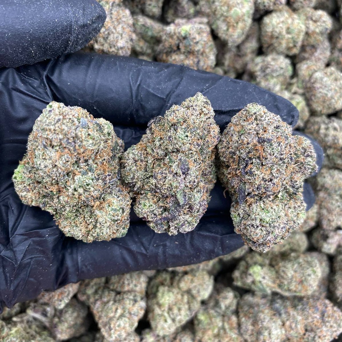 CloudDistrictTX's tweet photo. Mystic Runtz 
Cloud ☁️ District 🏬
Serving the local area 📍
Tap in for availability 📲
Get LOCKED-IN 🔐 
Your go-to MobilePlug 👑🔥
DM to connect. 
#arlington #dallas #tx #texas #fortworth https://t.co/QSLPMJY2TA