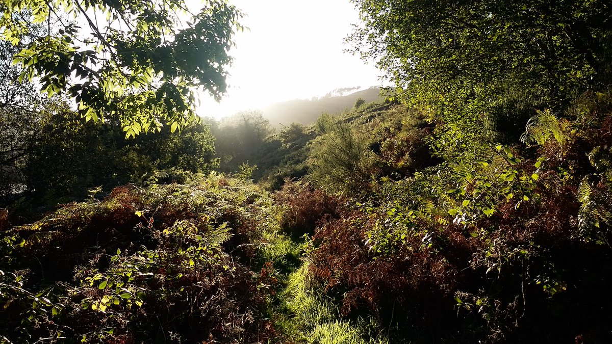 MOHAWK_RETRO's tweet photo. Check out #wildCamping #NatureEscape #naturescenery #hiking #BritishArmy #Issue #MTP #Basha #GroundSheet #Waterproof #Shelter #Cover #Tarp #Camping #tent #trip to #woodlands 🌳🌲🌲🌲☀️🏕️ https://t.co/90J6rUKqDx #eBay via @eBay_UK https://t.co/s6aGkxbWDz