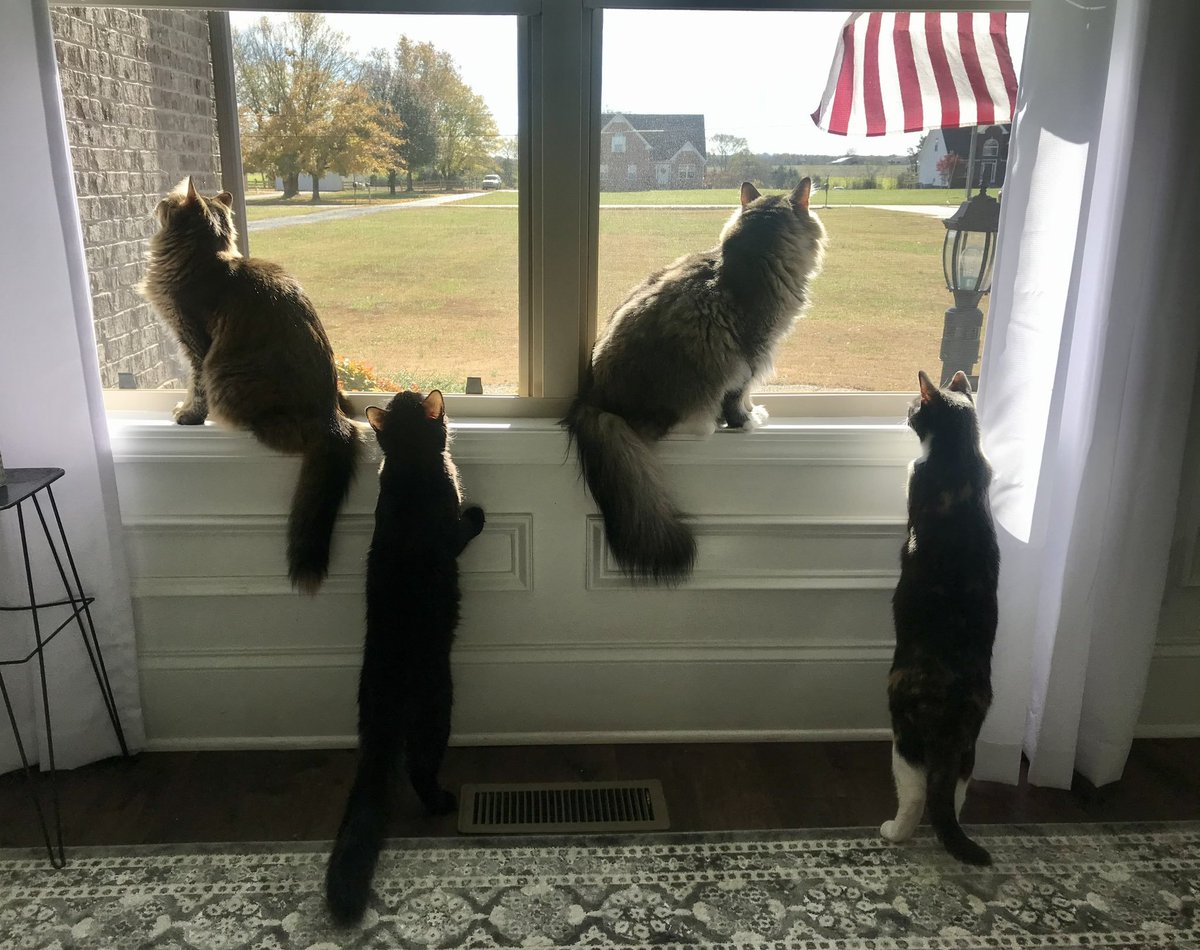 Alladdin1983's tweet photo. My four cats looking at the American Flag you know who they voting for...

@DataRepublican https://t.co/yNJEWKlLrm