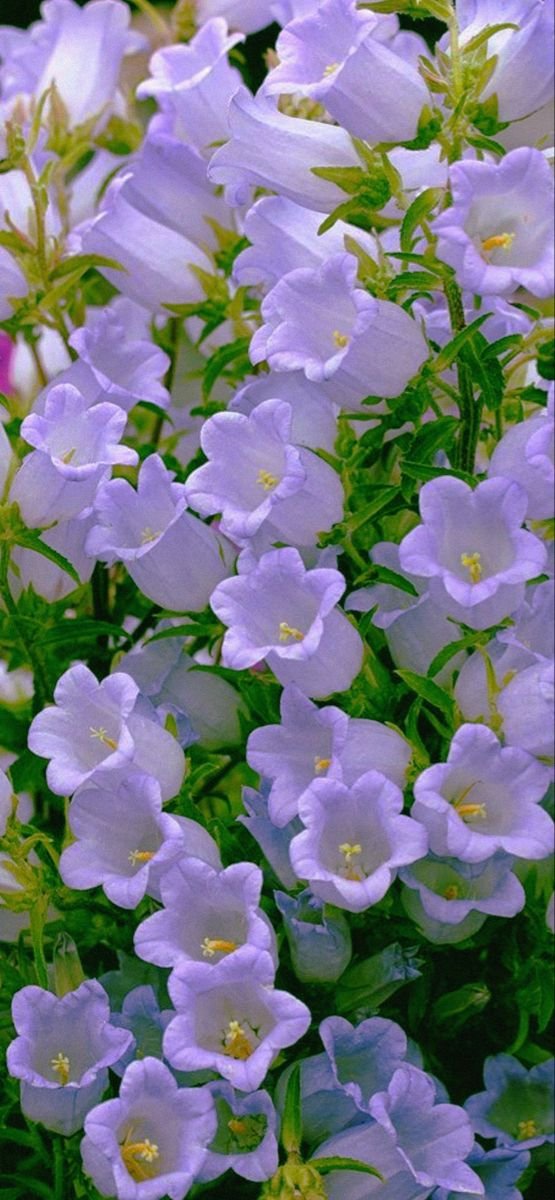 cakeFlowerrum7's tweet photo. (#flowers #DandysWorld ) https://t.co/V7LsFB0vVw