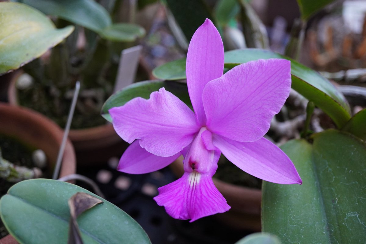 aaorange's tweet photo. C. walkeriana (tipo 'Rotunda' HCC/ACWJ x tipo 'Hot Lips' HCC/ACWJ)
隣の株にぶつかって、花弁がうまく展開してないんですが https://t.co/ivaEuqSrpA