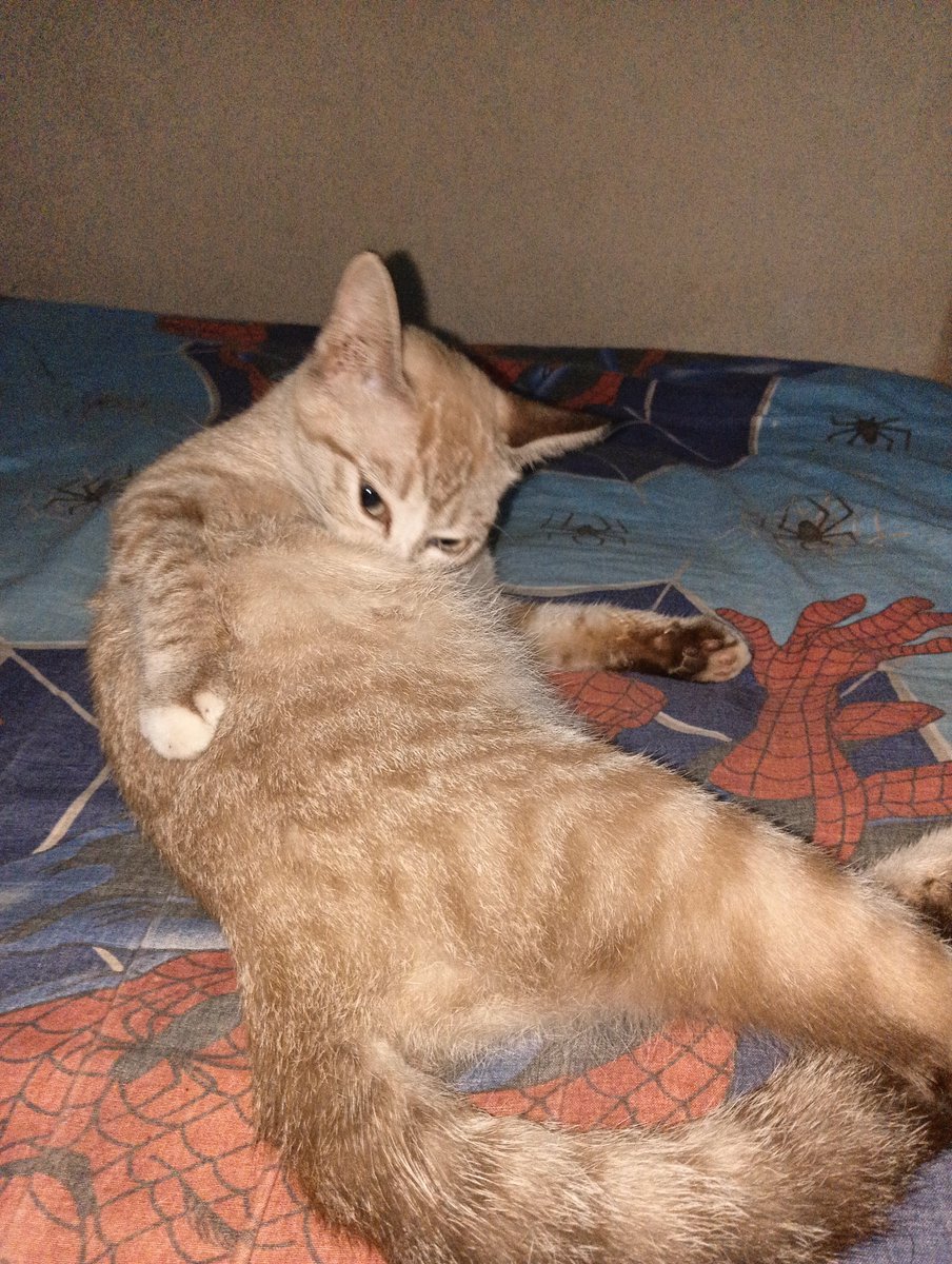 Luculiaaaa's tweet photo. Si Apinnya setelah dikeluari, 15 menit kemudian masuk lagi.

Dengan nonchalantnya tiduran manja setelah melihat A'anya ini terkejeot terheran-heran https://t.co/oTjMg2CXKs