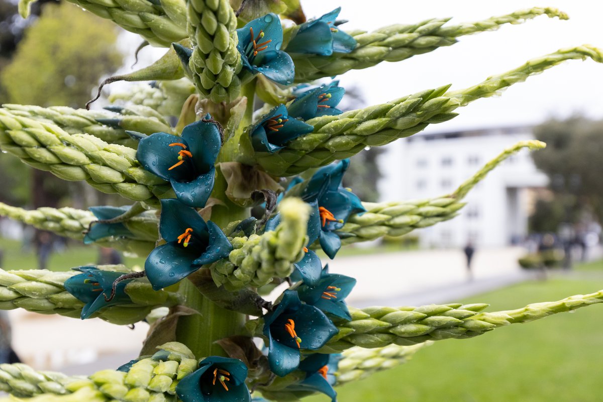 udeconcepcion's tweet photo. #ComunidadUdeC: Tras un año sin florecer, la puya de la Universidad de Concepción sorprende con su nueva floración. Espiga floral que ya supera el metro de largo 
https://t.co/XR2PvVjxmq https://t.co/5MF7qKA9p5