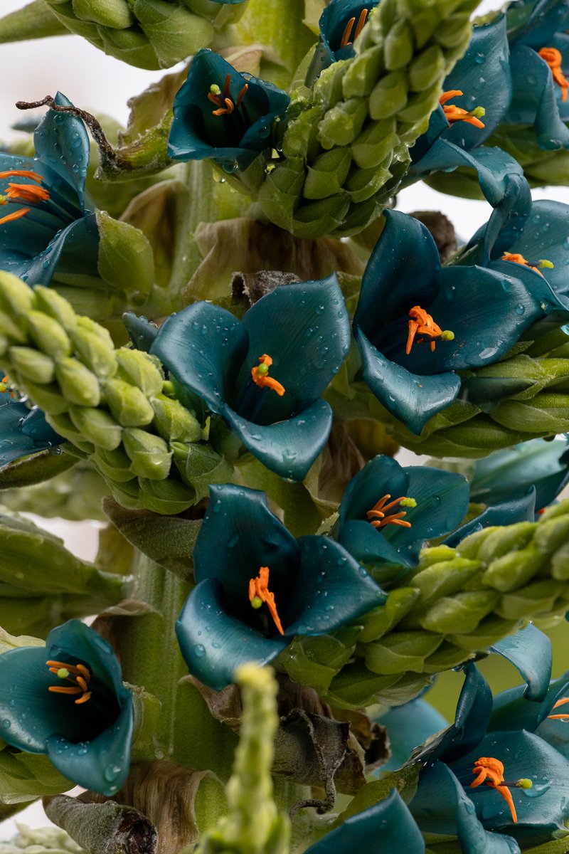 udeconcepcion's tweet photo. #ComunidadUdeC: Tras un año sin florecer, la puya de la Universidad de Concepción sorprende con su nueva floración. Espiga floral que ya supera el metro de largo 
https://t.co/XR2PvVjxmq https://t.co/5MF7qKA9p5