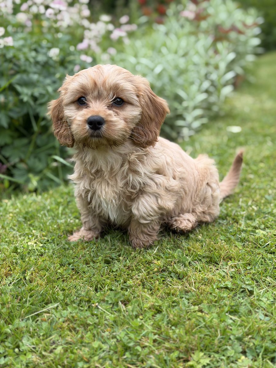 truegravity's tweet photo. Day 1 and today. -#petlife #cavapoochon https://t.co/6iZh0ba0If