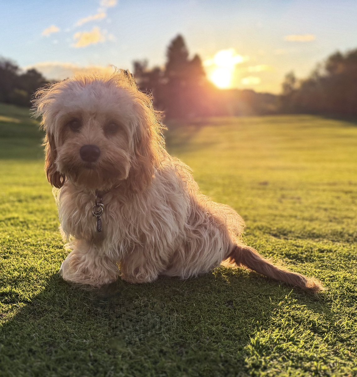 truegravity's tweet photo. Day 1 and today. -#petlife #cavapoochon https://t.co/6iZh0ba0If
