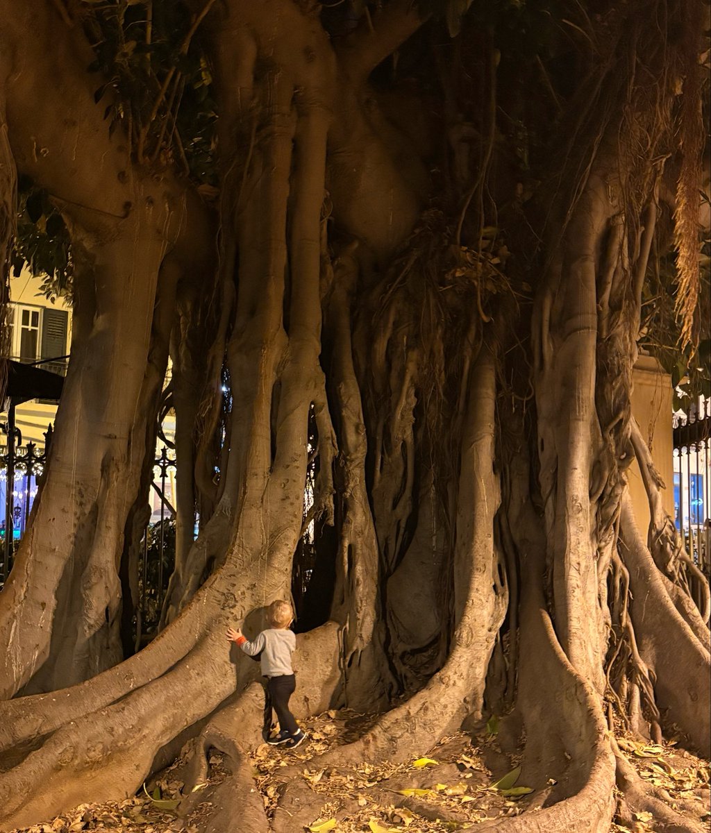 OaksofSweden's tweet photo. A fig tree we stumbled upon in Castellammare del Golfo, and the reason this account has been inactive for the past year ￼￼👶🌳 https://t.co/6mr8EAnLDS