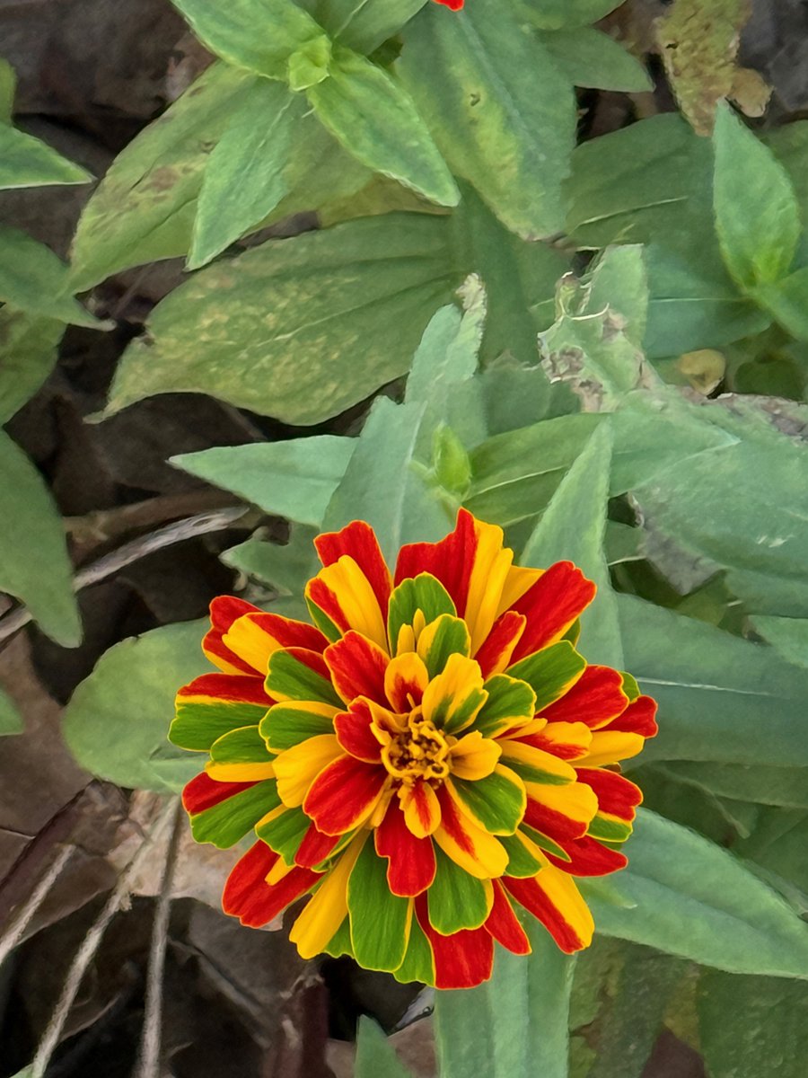 3515361's tweet photo. Grok Imagine prompt:
grokで花びらの色を変えてみた
花びらを赤黄色緑色の交互の色にして https://t.co/vtNG8kQovC
