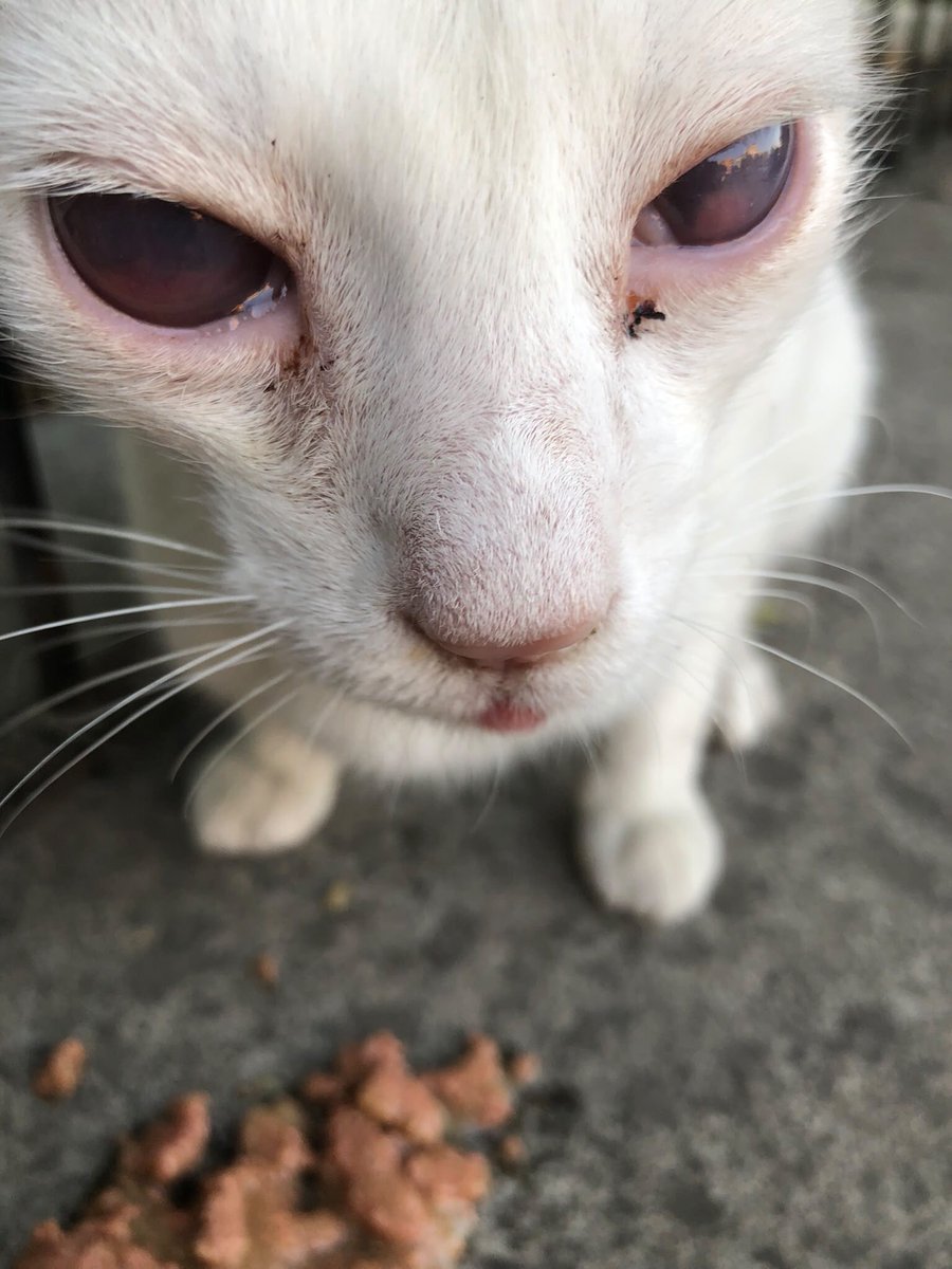 womanchildanima's tweet photo. Bursa 
mezarlıkta kör diye tekmelenip hor görülen bir can. Tek başına mezarlık taşında hayatını yaşamaya çalışıyor. Şuan geçici yuvada ama malesef oradada istenmiyor. Sağ gözü alınacak ve kısırlaşacak, çok acil kalıcı yuva lazım. yuva bulunmazsa mezarlığa geri dönecek++devamı👇🏿 https://t.co/W1kvnweDSN
