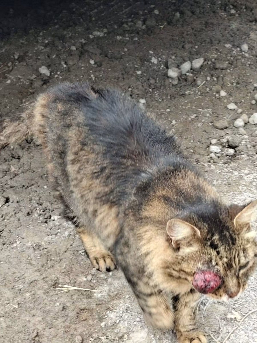 MeowWorkshop's tweet photo. Piden apoyo para este chaparro, ya estamos organizando el traslado para la veterinaria. 

Toda ayuda suma. https://t.co/ldX93cVq0h