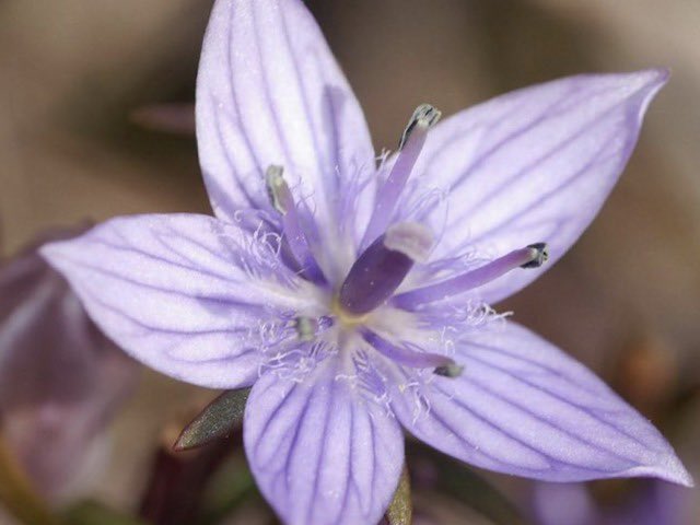 shinonko_shion's tweet photo. おはようございます

本日の
#誕生花 : #イブニングスター
#花言葉 : 愛情をちりばめる

薬草やお茶としても利用されるリンドウ科の薬草で非常に苦味がつよく「千回、振り出ししても苦い」との意味から和名では「センブリ」の名になったとされています。
星型のかわいらしいお花です。 https://t.co/HMqr9HSQMt