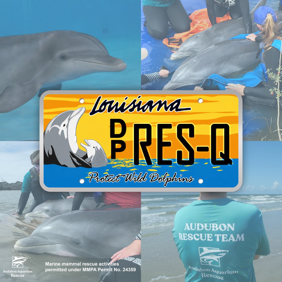 AudubonNature's tweet photo. Support Audubon Aquarium Rescue with Louisiana’s Protect Wild Dolphins specialty license plate! Proceeds benefit Audubon Aquarium Rescue, helping fund marine mammal rescue, rehabilitation, and conservation efforts along the Louisiana coast.
 
Order here: https://t.co/4JL1mow1es https://t.co/5CUUh6QLdK