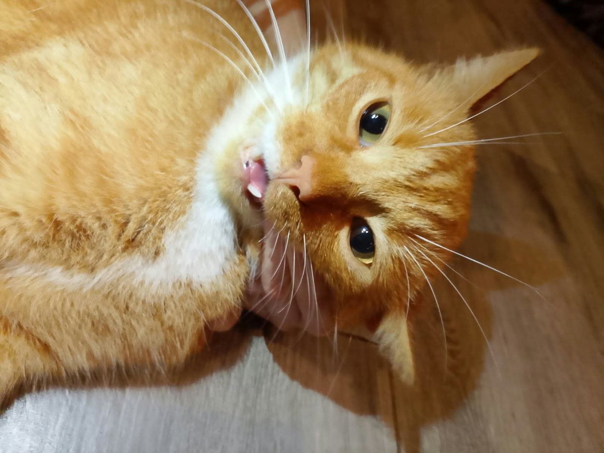 mr_sandals's tweet photo. @makecatsbetter May I pretty please request my friend's cat to be cycloped? 🙏 https://t.co/NrQlwHCzws