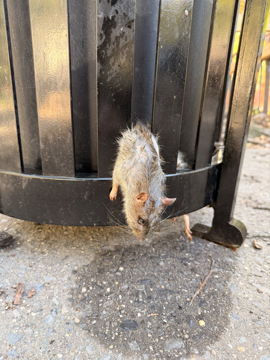 realLisaChang's tweet photo. Read an article on @nypost about a fat rat that died trying to get out of a garbage can on Riverside Park and 103rd Street.  I saw today another dead rat on Riverside Park and 110th Street.  Same scenario! https://t.co/2U5L8bFYSr