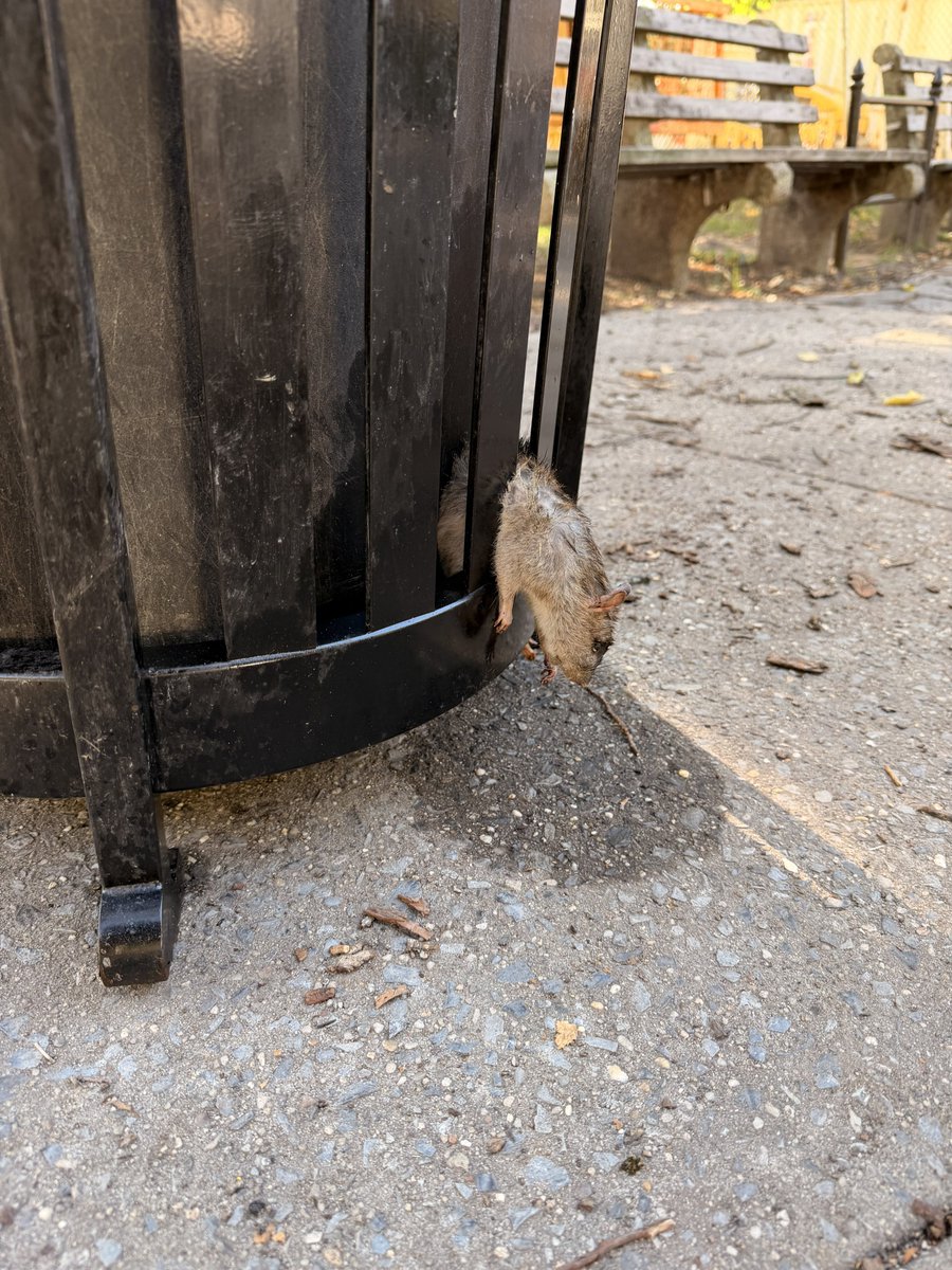 realLisaChang's tweet photo. Read an article on @nypost about a fat rat that died trying to get out of a garbage can on Riverside Park and 103rd Street.  I saw today another dead rat on Riverside Park and 110th Street.  Same scenario! https://t.co/2U5L8bFYSr