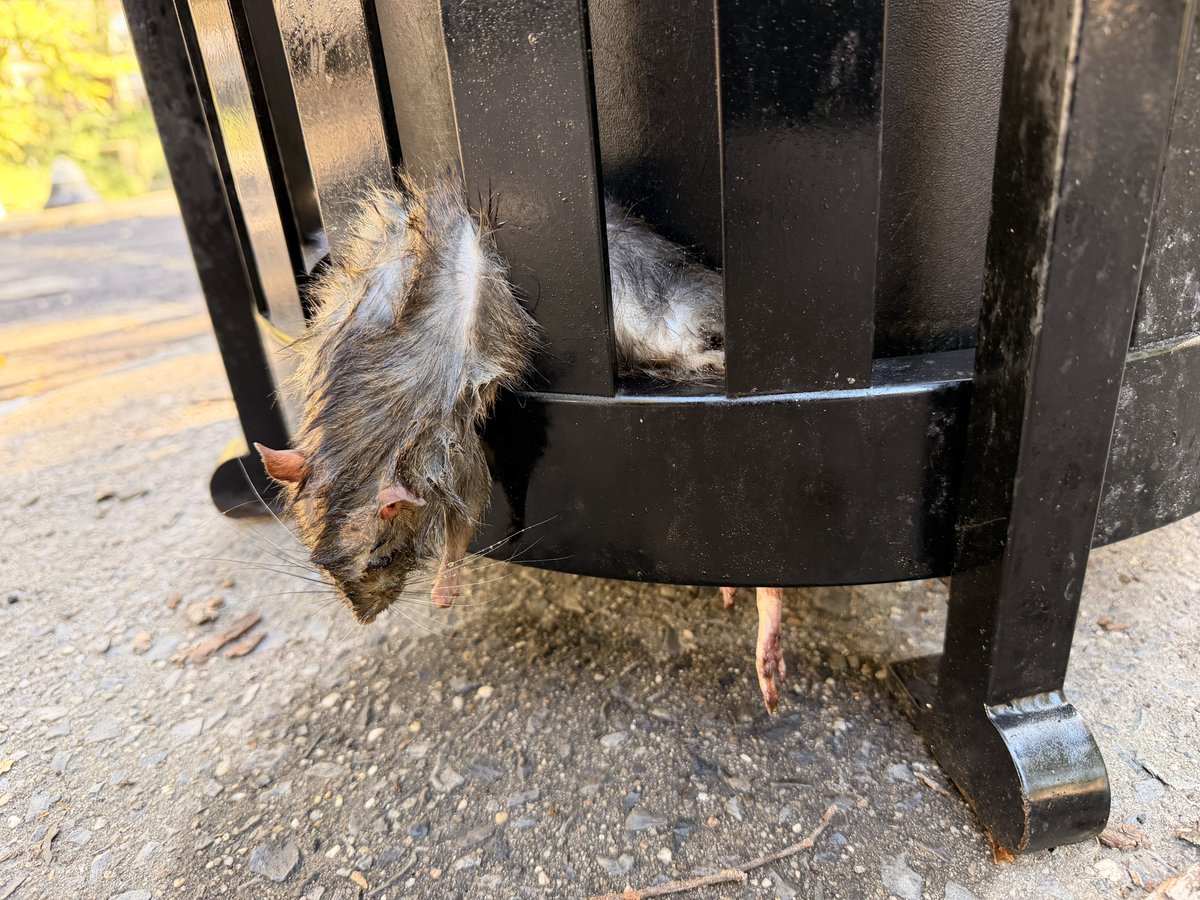 realLisaChang's tweet photo. Read an article on @nypost about a fat rat that died trying to get out of a garbage can on Riverside Park and 103rd Street.  I saw today another dead rat on Riverside Park and 110th Street.  Same scenario! https://t.co/2U5L8bFYSr