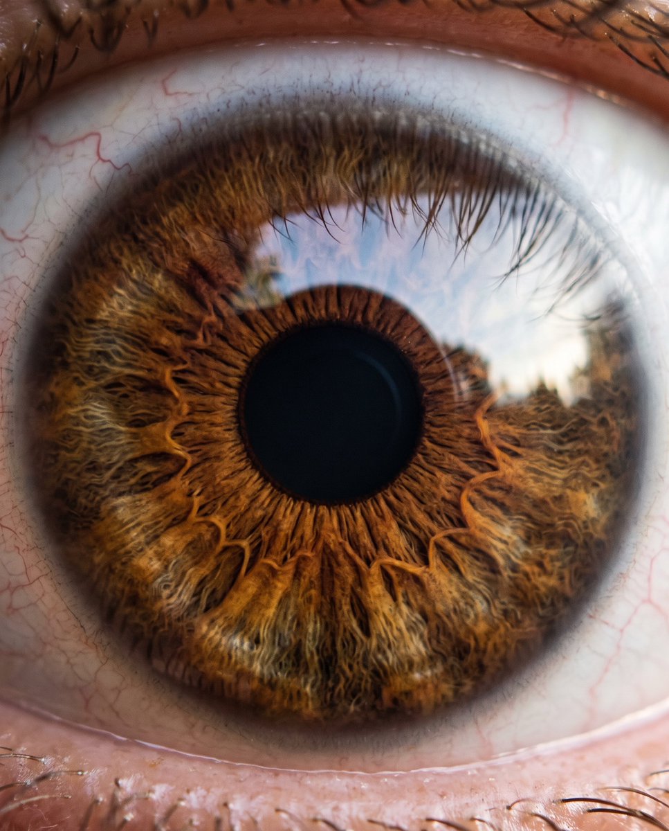 Macro Brown Eye Closeup
