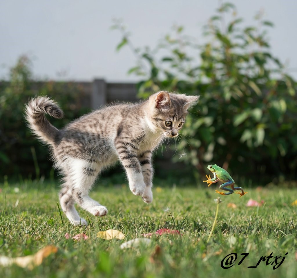 7_rtxj's tweet photo. 10月8日(木) おはよ~🎶😊
週末までふぁいとー✊😺
良き一日を🍀🐈🐾✨🐸 https://t.co/hgX31w27yu