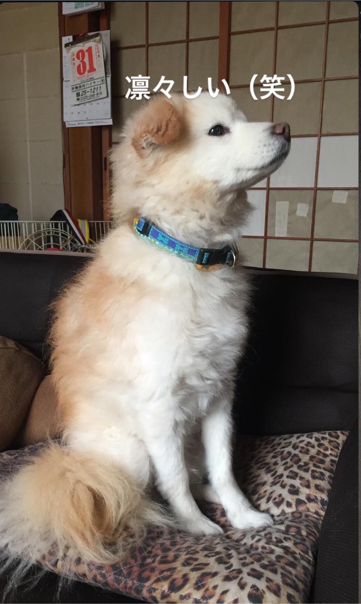 EMOTIONALBEAM's tweet photo. 父方の実家で飼ってた犬さん、
よくわからんけどふわふわで可愛い雑種だったなー https://t.co/nkX89m4w20
