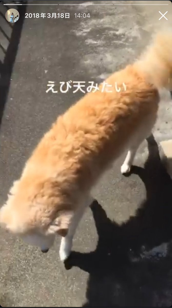 EMOTIONALBEAM's tweet photo. 父方の実家で飼ってた犬さん、
よくわからんけどふわふわで可愛い雑種だったなー https://t.co/nkX89m4w20