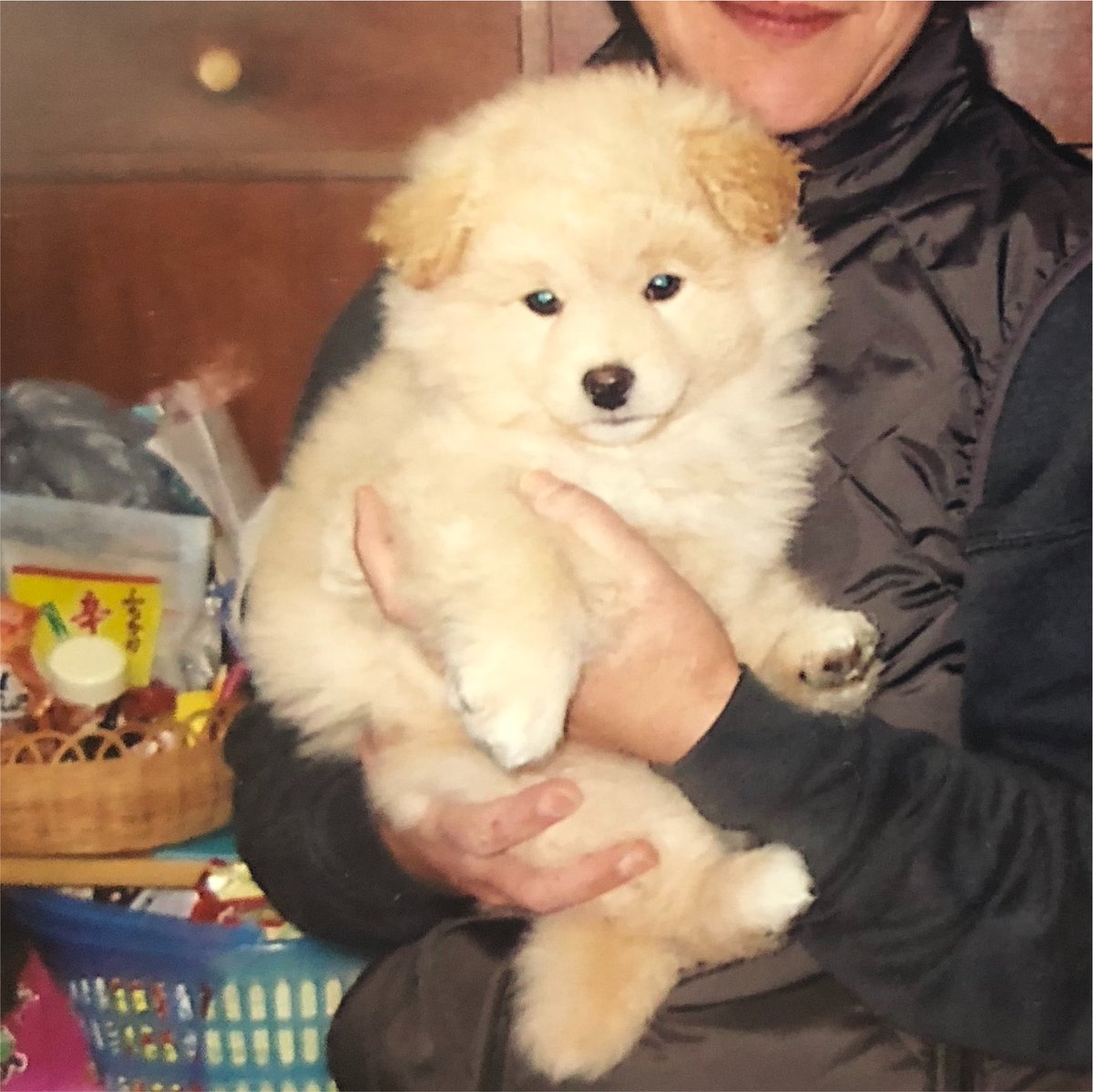EMOTIONALBEAM's tweet photo. 父方の実家で飼ってた犬さん、
よくわからんけどふわふわで可愛い雑種だったなー https://t.co/nkX89m4w20