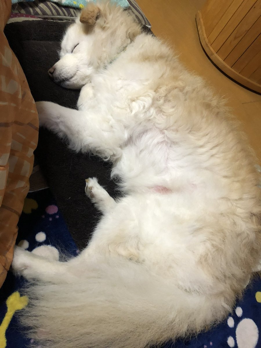 EMOTIONALBEAM's tweet photo. 父方の実家で飼ってた犬さん、
よくわからんけどふわふわで可愛い雑種だったなー https://t.co/nkX89m4w20