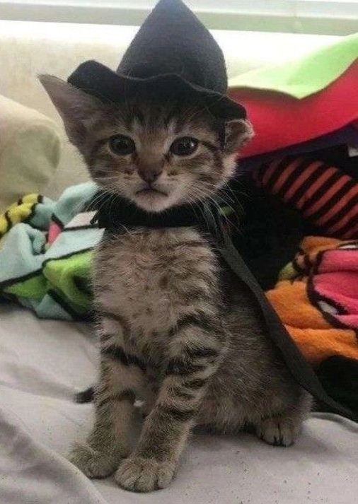 pericircle's tweet photo. This cat is epic. Look at this cat. What an epic cat. He is epic. https://t.co/DtDsupMBsU