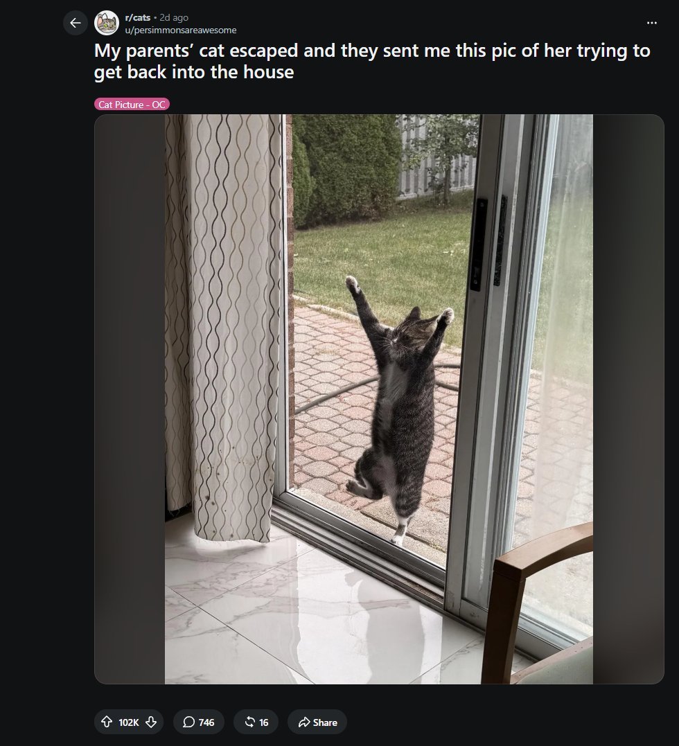 Tiger_Fee_2014's tweet photo. This is currently the MOST Viral Meme Post on Reddit!!!

100K+ Likes 3M+ Views, this Cat is going Super Viral for holding himself to not fall

Post: https://t.co/8Wgjps7HqE

Everyone in the Comments in Meme'ing him in all Different ways, simple Narra send it! https://t.co/jIhwwZDDzf