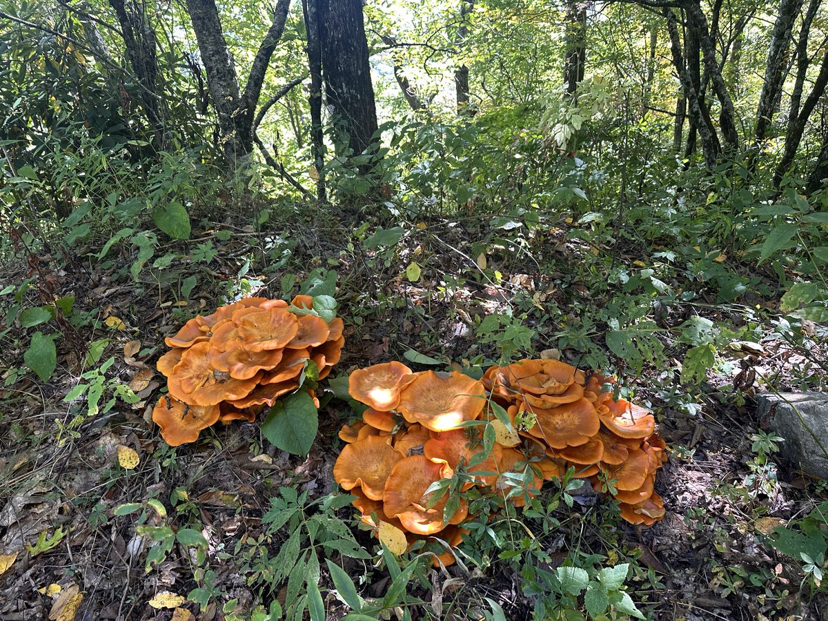 SerenityAwakens's tweet photo. @howcoryseesit Crazy, I found the same ones on a hike! 🤣 https://t.co/jWKhvly3oV